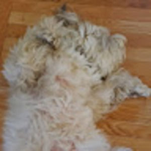 Meet your Posher, Benjamin